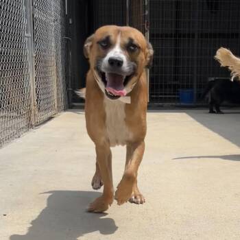 Barry (needs leg amp) -  Terrier and Beagle Dog for Adoption in Parrish, Alabama - Barry (needs Leg Amp) | PetCurious