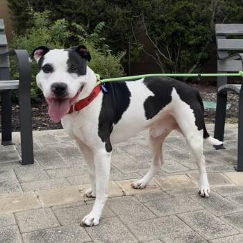 Darkwing -  Pit Bull Terrier and Mixed Breed Dog for Adoption in League City, Texas - Darkwing | PetCurious