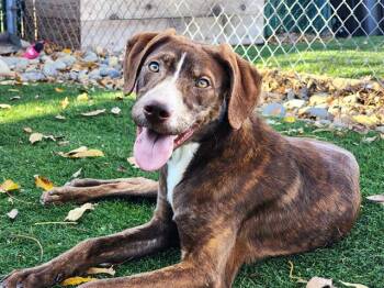 Pit Bull Terrier Dogs Available for Adoption - CONFETTI | PetCurious