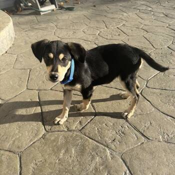 Rescue Husky and Mixed Breed Dogs for Adoption in Shorewood, Illinois - Jam | PetCurious