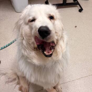 Rocko -  Great Pyrenees Dog for Adoption in Murray, Utah - Rocko | PetCurious