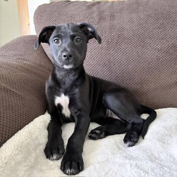 Fox Terrier Dogs Available for Adoption in North Prairie, Wisconsin - **JADE** | PetCurious