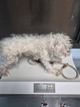Schnauzer Dogs Available for Adoption in Lawrenceville, Georgia - Pen 232 | PetCurious