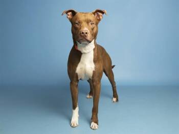 Pit Bull Terrier Dogs Available for Adoption - VINNY | PetCurious
