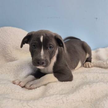 Night Crawler -  Mixed Breed Dog for Adoption in Wahiawa, Hawaii - Night Crawler | PetCurious
