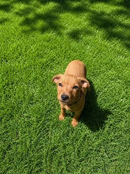Dachshund and Hound Dogs Available for Adoption in Nashville, Tennessee - Pearl (F) | PetCurious