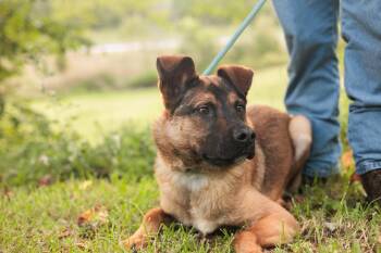 Rescue Shepherd and Mixed Breed Dogs for Adoption in Gradyville, Kentucky - Loot | PetCurious