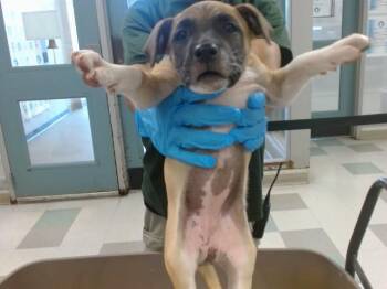 Black Mouth Cur and Mixed Breed Dogs Available for Adoption in Oklahoma City, Oklahoma - A473359 | PetCurious