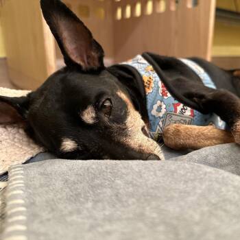 Miniature Pinscher Dogs Available for Adoption - Red Rooster 13771 | PetCurious