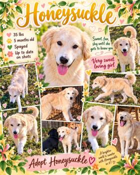 Honeysuckle -  Golden Retriever and Great Pyrenees Dog for Adoption in Jackson, Tennessee - Honeysuckle | PetCurious
