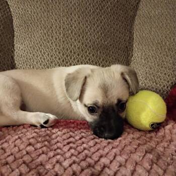 Chihuahua and Mixed Breed Dogs Available for Adoption in Shorewood, Illinois - Candy | PetCurious