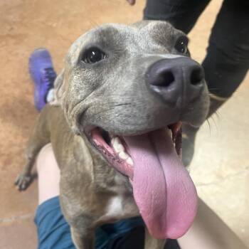 Harmony Blue -  Pit Bull Terrier Dog for Adoption in Clarksville, Arkansas - Harmony Blue | PetCurious