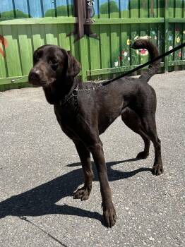 Labrador Retriever Dogs Available for Adoption in Bolton, Ontario - Ella | PetCurious