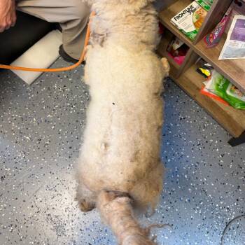 TUSC-Stray-85487 -  Poodle and Mixed Breed Dog for Adoption in Tuscaloosa, Alabama - TUSC-Stray-85487 | PetCurious