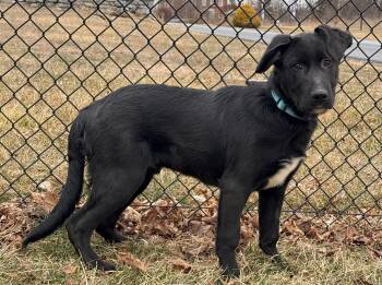 Black Labrador Retriever and German Shepherd Dog Dogs Available for Adoption - Oscar | PetCurious