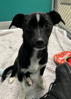 TRINITY -  Mixed Breed Dog for Adoption in Newton, North Carolina - TRINITY | PetCurious