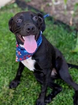 Elle -  Terrier Dog for Adoption in Gulfport, Mississippi - Elle | PetCurious