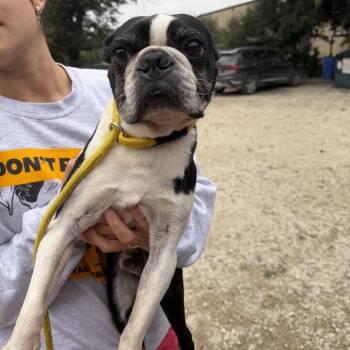 Anvil -  Boston Terrier Dog for Adoption in Northbrook, Illinois - Anvil | PetCurious