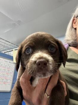Cocker Spaniel Dogs Available for Adoption - Puppy - Chocolate | PetCurious