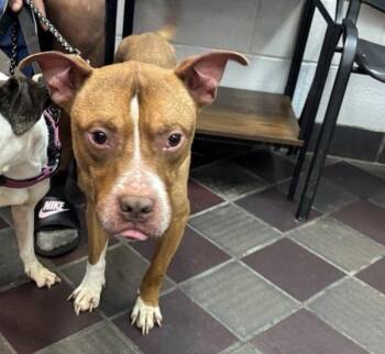 Rocco -  Mixed Breed Dog for Adoption in New York, New York - Rocco | PetCurious
