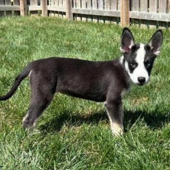 Cinco (pup) -  Border Collie and Mixed Breed Dog for Adoption in Overland Park, Kansas - Cinco (pup) | PetCurious