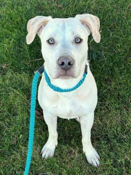 Pit Bull Terrier Dogs Available for Adoption - MEGATRON | PetCurious