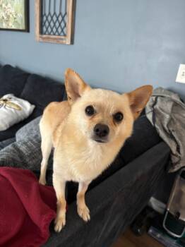 Bear -  Chihuahua Dog for Adoption in Edgewood, Kentucky - Bear | PetCurious
