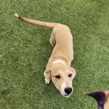 Gillian -  Labrador Retriever and Shepherd Dog for Adoption in Hopkinsville, Kentucky - Gillian | PetCurious