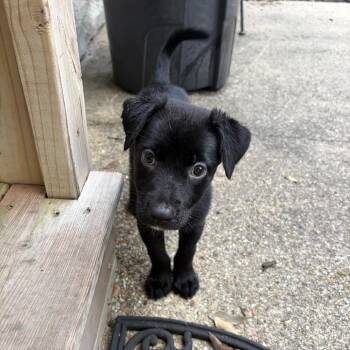 Kuma -  Black Labrador Retriever and Mixed Breed Dog for Adoption in New Orleans, Louisiana - Kuma | PetCurious