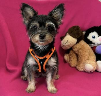 Lilo -  Yorkshire Terrier Dog for Adoption in Cedartown, Georgia - Lilo | PetCurious
