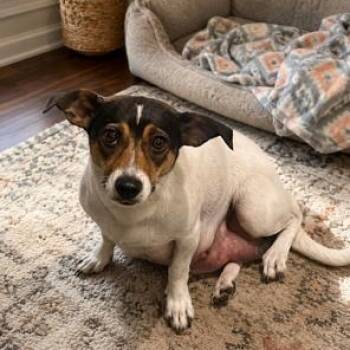 Baby D -  Jack Russell Terrier Dog for Adoption in Lodi, California - Baby D | PetCurious