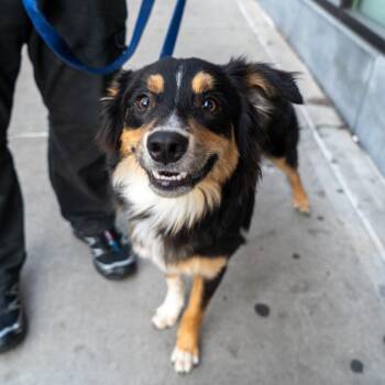 Australian Shepherd Dogs Available for Adoption - Plie | PetCurious