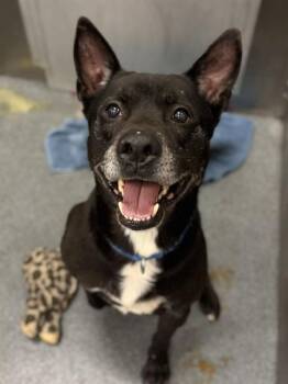 TATUM -  Mixed Breed Dog for Adoption in Dallas, Texas - TATUM | PetCurious