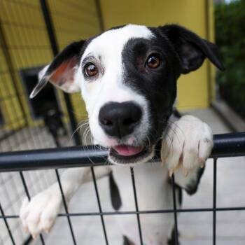 Mixed Breed Dogs Available for Adoption in Bradenton, Florida - Abit | PetCurious