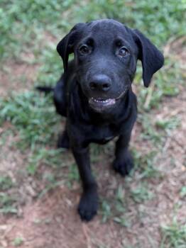 Deputy -  Labrador Retriever Dog for Adoption - Deputy | PetCurious
