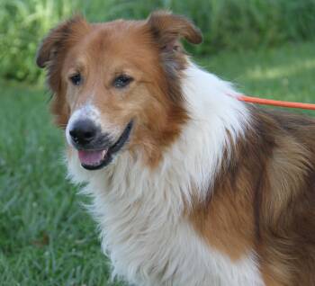 Tony (Neutered) -  Collie Dog for Adoption in Marietta, Ohio - Tony (Neutered) | PetCurious
