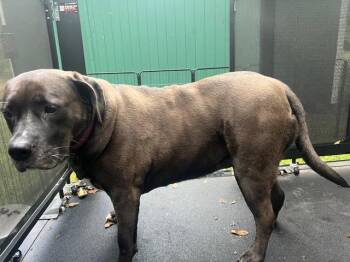 Rescue Pointer Dogs for Adoption in Aurora, Illinois - Tizzy | PetCurious