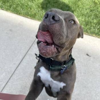Mixed Breed Dogs Available for Adoption in Merriam, Kansas - Bay | PetCurious