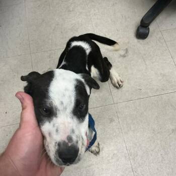 Lulu -  Pit Bull Terrier and Mixed Breed Dog Available for Adoption in Saint Joseph, Missouri - Lulu | PetCurious