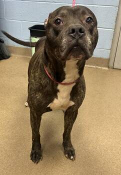 Donzi -  Mixed Breed Dog for Adoption in Chamblee, Georgia - Donzi | PetCurious