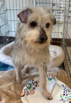 Mixed Breed Dogs Available for Adoption in Princeton, Indiana - Elvis | PetCurious