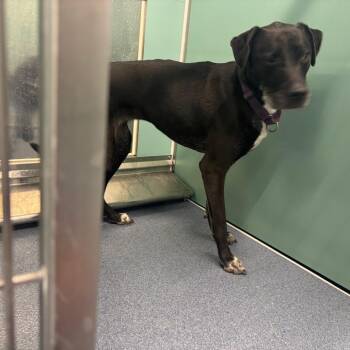 Raven -  Hound and Labrador Retriever Dog for Adoption in Saint Joseph, Missouri - Raven | PetCurious