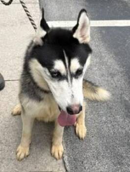 LJ -  Siberian Husky Dog for Adoption in Maryville, Tennessee - LJ | PetCurious