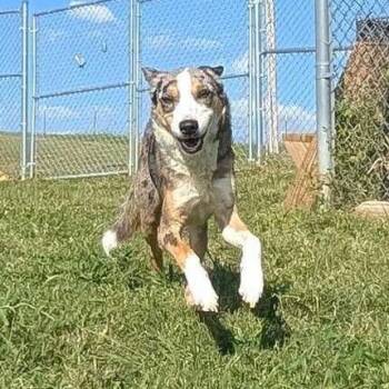 Zeus -  Shepherd and Mixed Breed Dog for Adoption in Jefferson City, Tennessee - Zeus | PetCurious