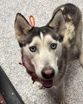 Siberian Husky Dogs Available for Adoption - Nova | PetCurious