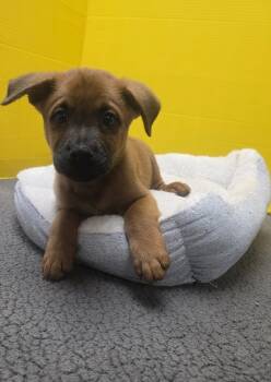 Rescue Mixed Breed Dogs for Adoption in Houston, Texas - Bean | PetCurious
