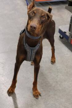 Doberman Pinscher Dogs Available for Adoption - Canelo | PetCurious