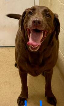 Labrador Retriever Dogs Available for Adoption in Fort Pierce, Florida - Miles | PetCurious