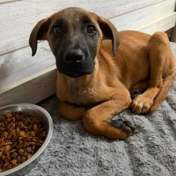 Clyde -  Shepherd Dog for Adoption in Columbus, Georgia - Clyde | PetCurious