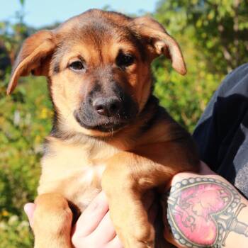 CT Bruno -  German Shepherd Dog and Mixed Breed Dog for Adoption in Stormville, New York - CT Bruno | PetCurious